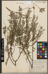 Foto von Salix purpurea L. x Salix repens L.